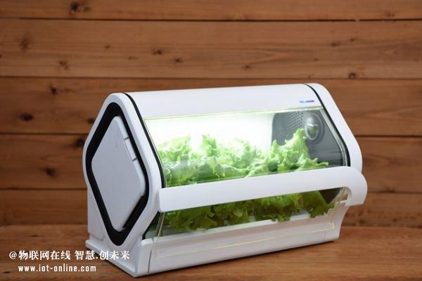 沖繩電信業(yè)者設(shè)立物聯(lián)網(wǎng)蔬菜工廠 基礎(chǔ)電信業(yè)務(wù)的全新轉(zhuǎn)型